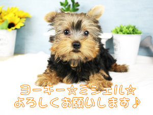 新しい仲間が増えました！